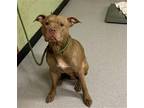Adopt WEBSTER a Pit Bull Terrier