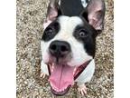 Adopt JAUNCHO a Pit Bull Terrier