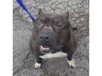 Adopt TANK a Pit Bull Terrier, Mixed Breed
