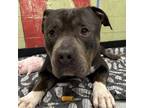 Adopt LINUS a Pit Bull Terrier