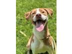 Adopt Mac & Cheese a Pit Bull Terrier, Mixed Breed
