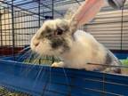 Adopt HIPPITY HOP a Bunny Rabbit