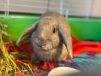 Adopt LOPPY LOUIS a Holland Lop