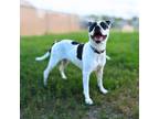 Adopt MR. INCREDIBLE a Pit Bull Terrier, Dalmatian