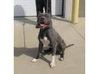 Adopt MARCEL a Pit Bull Terrier