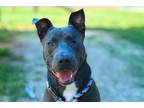 Adopt EGGPLANT WIZARD a Pit Bull Terrier