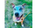 Adopt TIMOTAY a Pit Bull Terrier, Mixed Breed