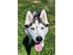 Adopt Ghost (HW-) a Siberian Husky, Mixed Breed