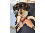 Adopt Pudge**NOT AVAILABLE UNTIL 5/30 a Beagle, Mixed Breed