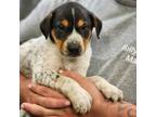 Adopt Colton a Beagle, Mixed Breed