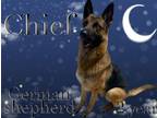 Adopt Chief a German Shepherd Dog