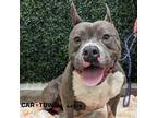 Adopt Hot Rod a Pit Bull Terrier