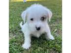 Adopt Speak Now a Jack Russell Terrier