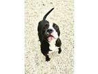 Adopt Tux a Pit Bull Terrier, Mixed Breed