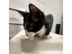Adopt Brussels a Domestic Short Hair