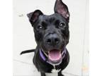 Adopt Phillip a American Staffordshire Terrier