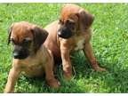 Rhodesian Ridgeback Pups For Sale