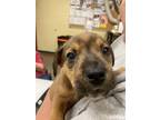 Adopt Sneezy a Mixed Breed