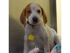 Adopt EMMY a English Coonhound