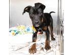 Adopt PETE a Black and Tan Coonhound, Mixed Breed