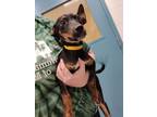 Adopt PARKER a Black and Tan Coonhound, Mixed Breed