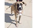 Adopt GINGER MINJ a Black Mouth Cur, Mixed Breed