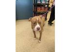 Adopt CHAMOMILE a Pit Bull Terrier, Mixed Breed