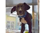 Adopt REID a Boxer, Labrador Retriever