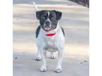 Adopt JC a Parson Russell Terrier, Mixed Breed
