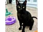 Adopt Andre a Domestic Short Hair