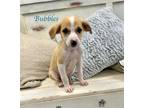 Adopt Bubbles a Shepherd, Mixed Breed