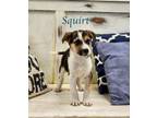 Adopt Squirt a Shepherd, Mixed Breed