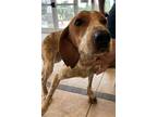 Adopt FESTUS a English Coonhound, Mixed Breed