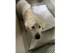 Adopt TUNDRA a Great Pyrenees