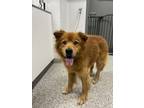 Adopt Big Daddy a Chow Chow, Mixed Breed