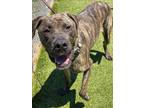 Adopt CAINE a Pit Bull Terrier, Mixed Breed