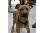 Adopt A410337 a Black Mouth Cur, Mixed Breed