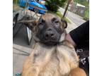 Adopt Kizz a German Shepherd Dog