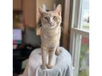 Adopt Dean--In Foster***ADOPTION PENDING*** a Domestic Short Hair