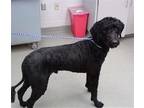Adopt POLYPHEMUS a Poodle, Mixed Breed