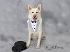 Adopt SNICKERDOODLE a Siberian Husky, Mixed Breed