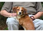 Adopt Maddox a Beagle