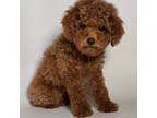 Poodle (Toy) Puppy for sale in Fontana, CA, USA