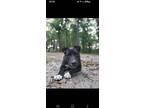 Adopt Remedy a Black - with White Labrador Retriever dog in Ocala, FL (38768173)