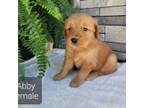 Golden Retriever Puppy for sale in Erie, IL, USA