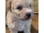 Maltipoo Puppy for sale in Fontana, CA, USA