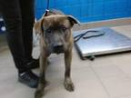 Adopt RAZOR a Staffordshire Bull Terrier, Mixed Breed