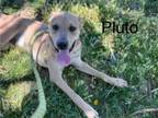 Adopt PLUTO a Labrador Retriever, Mixed Breed