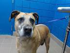 Adopt STANLEY JONE a Boxer, Mixed Breed