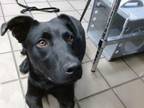 Adopt BLACK JACK a Labrador Retriever, German Shepherd Dog